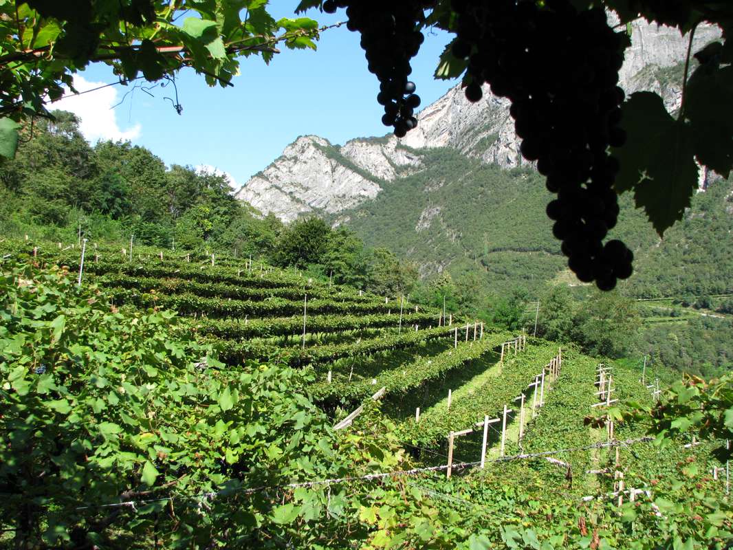 Teroldego Rotaliano: the vine that tastes like legend, worthy of a fiction