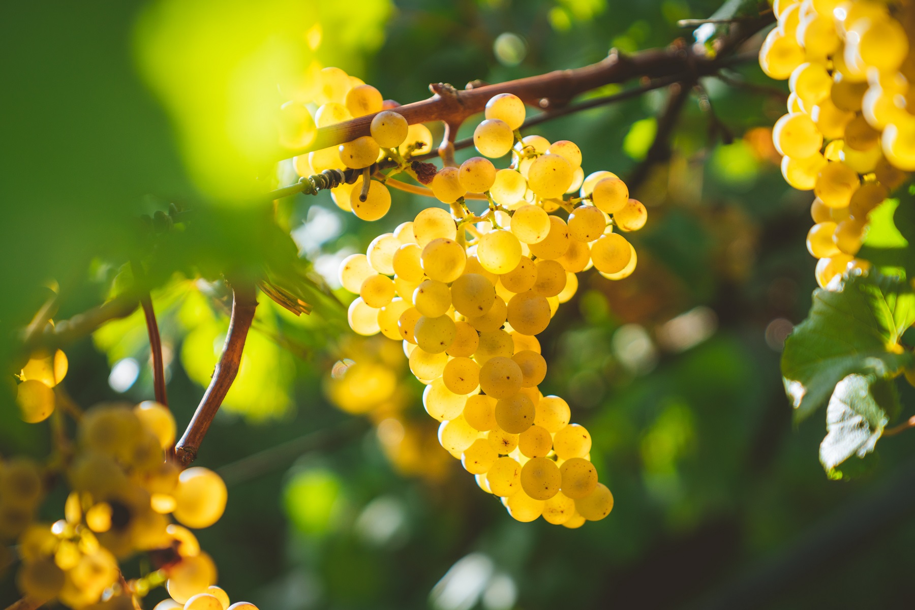 La strada del vino dell’Alto Adige: viaggio nel vino dalla prima all’ultima vendemmia della Storia